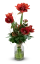 Amarylis – christmas flower